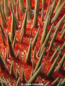 Crown of thorns starfish.
First time using my close up i... by Jackie Campbell 